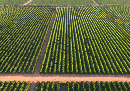 agricultural farming fields growing crops