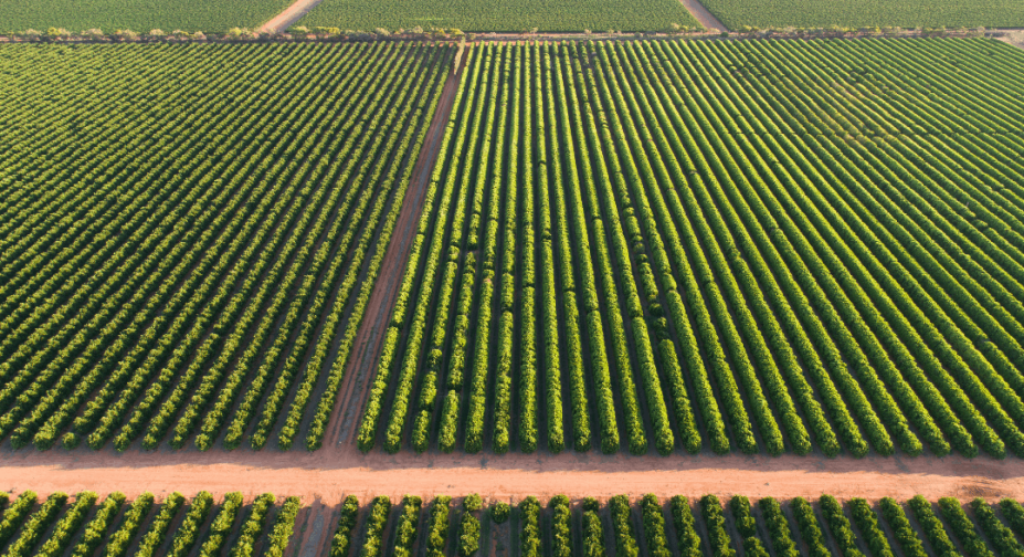 agricultural farming fields growing crops