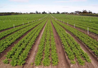 Gazzola Farms celery crops